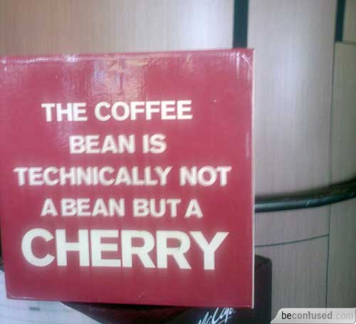 The coffee bean is technically not a bean but a cheery.