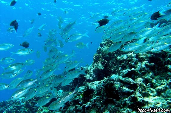 Apo Reef Philippines
